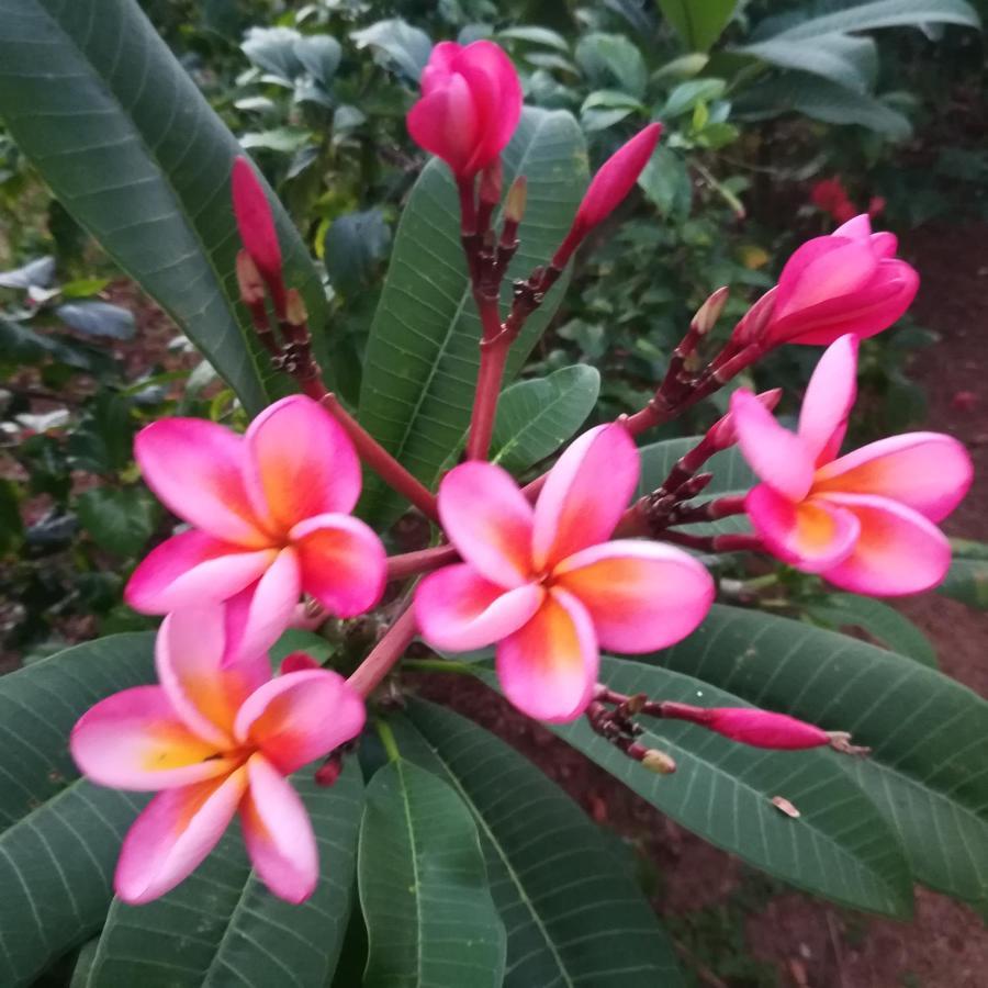 Sukriti Beach Resort Varkala Dış mekan fotoğraf